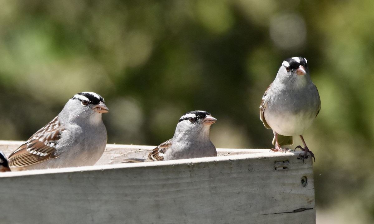 White-crowned Sparrow - Benoit Goyette