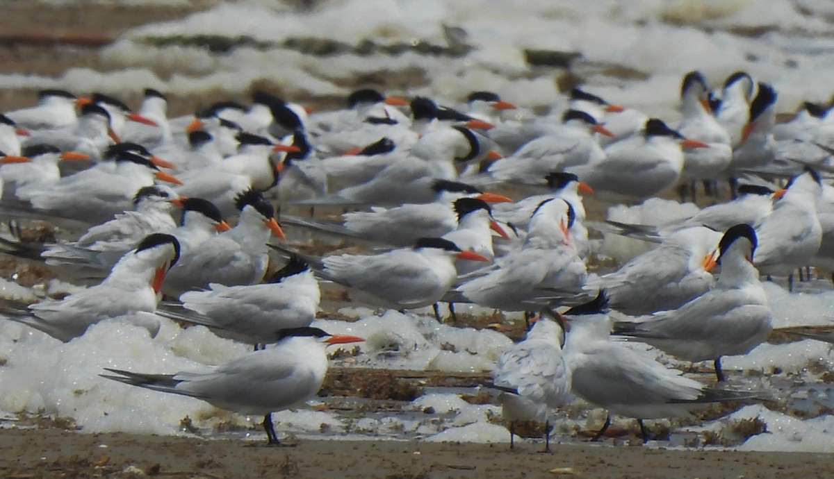 Royal Tern - Rick Bennett