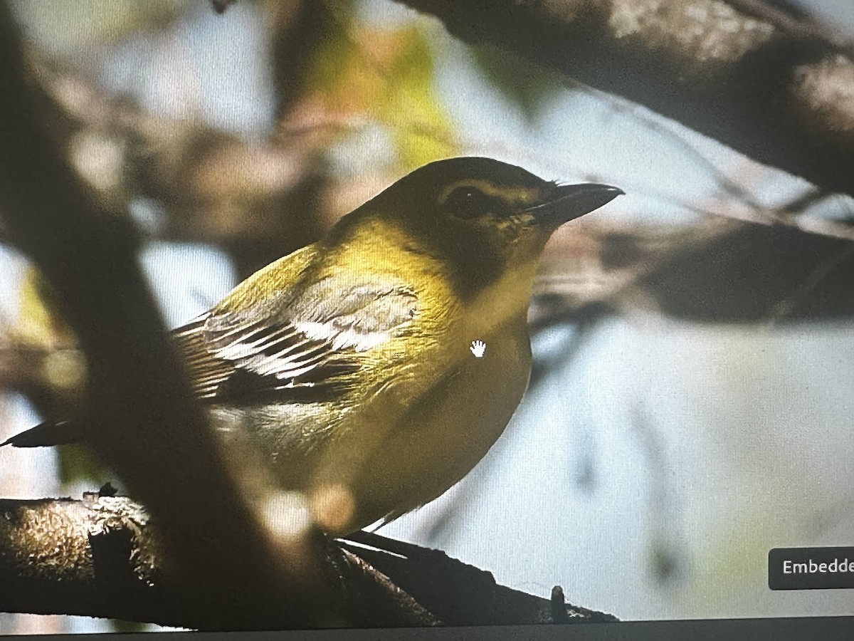 Yellow-throated Vireo - Jessica Hilt