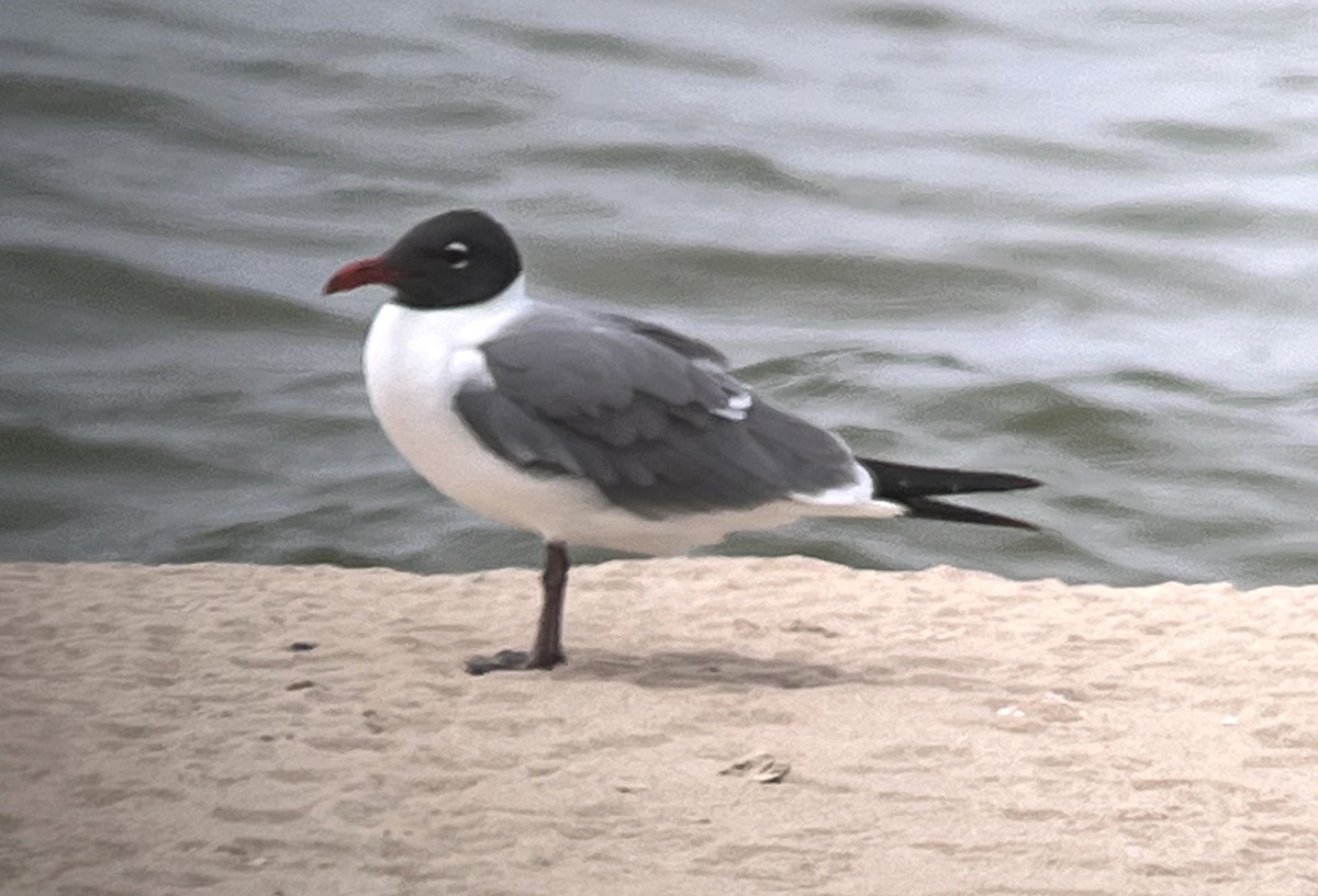 Laughing Gull - Steve Minard