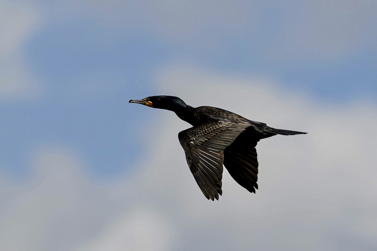 Double-crested Cormorant - Robin Alexander