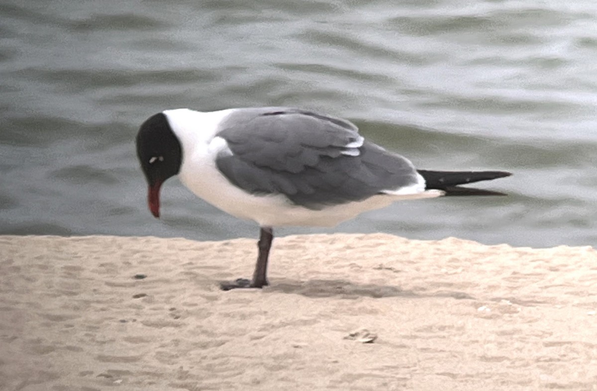 Laughing Gull - Steve Minard