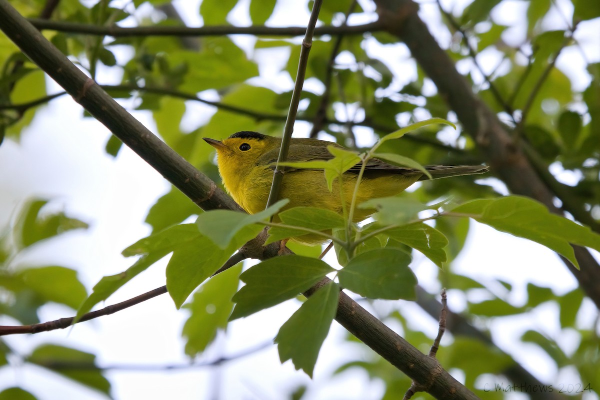 Wilson's Warbler - Collin Matthews