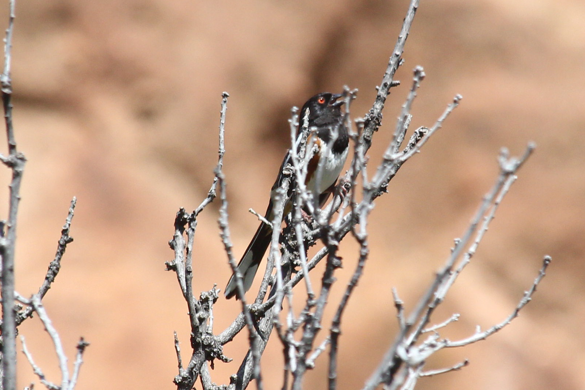 Spotted Towhee - Jerry FlyBird