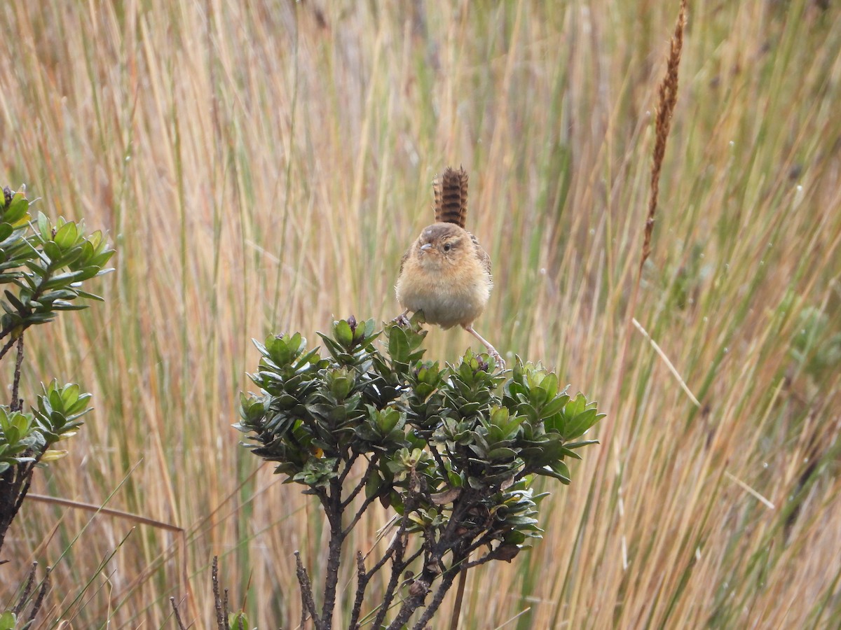 Grass Wren - Carlos Vasquez