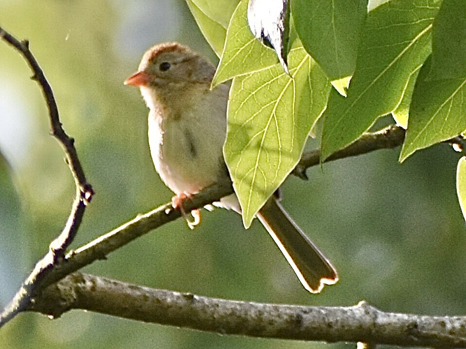 Field Sparrow - Darrell Huneycutt