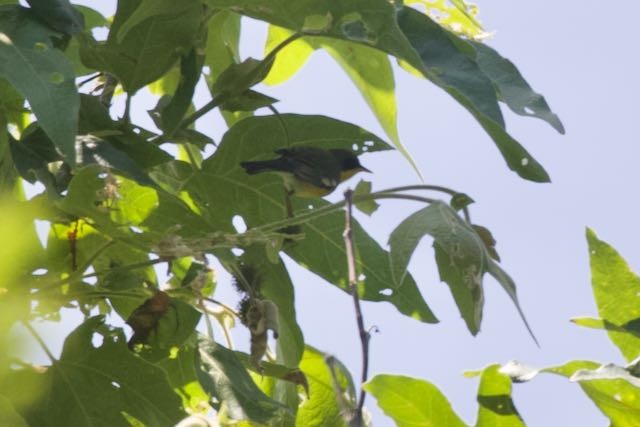 Tropical Parula - Anthony Metcalf