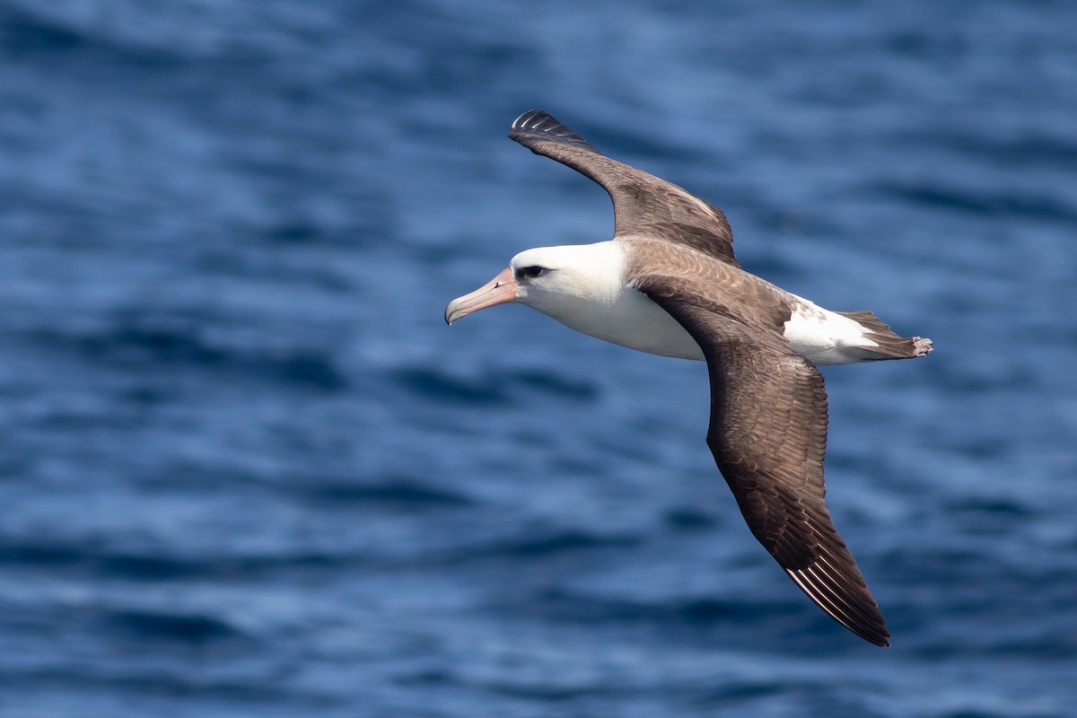 Laysan Albatross - Rob Fowler