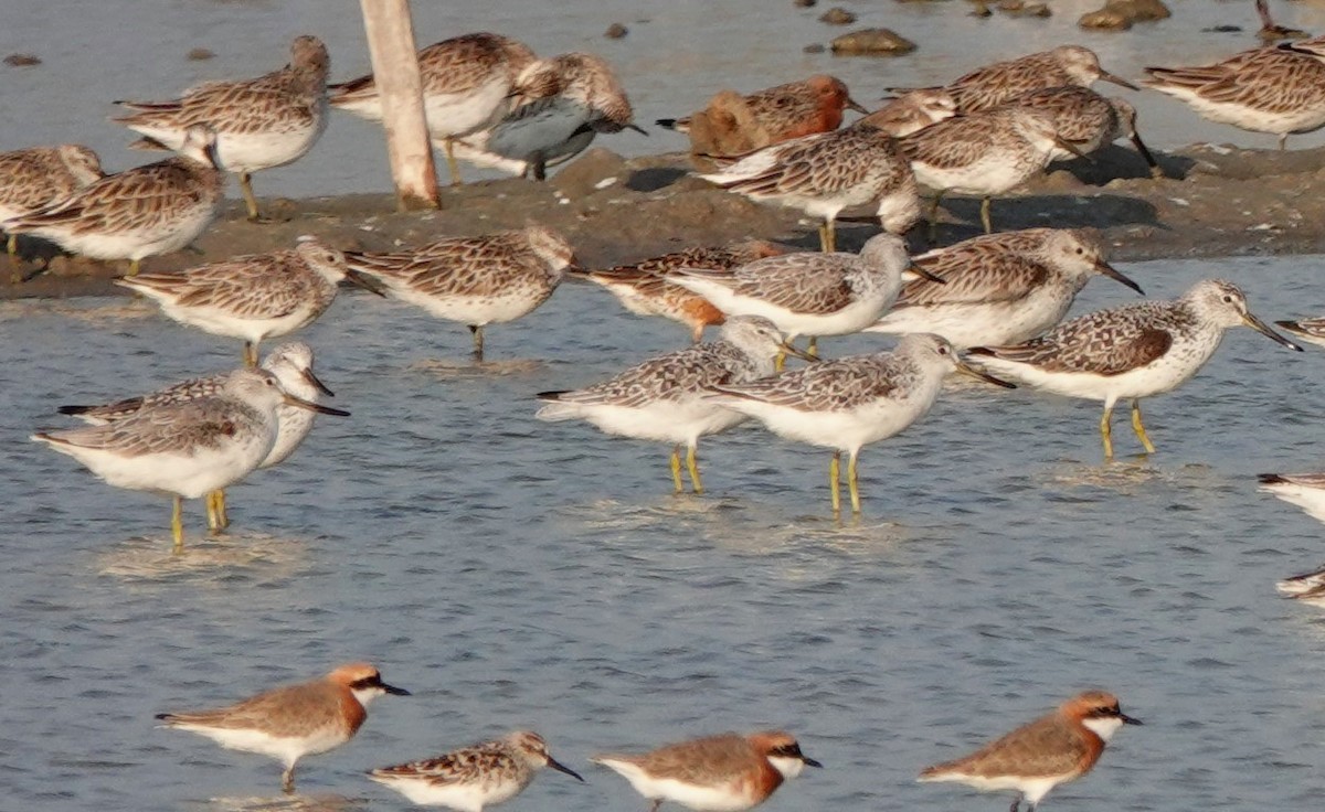 Nordmann's Greenshank - ML619157480