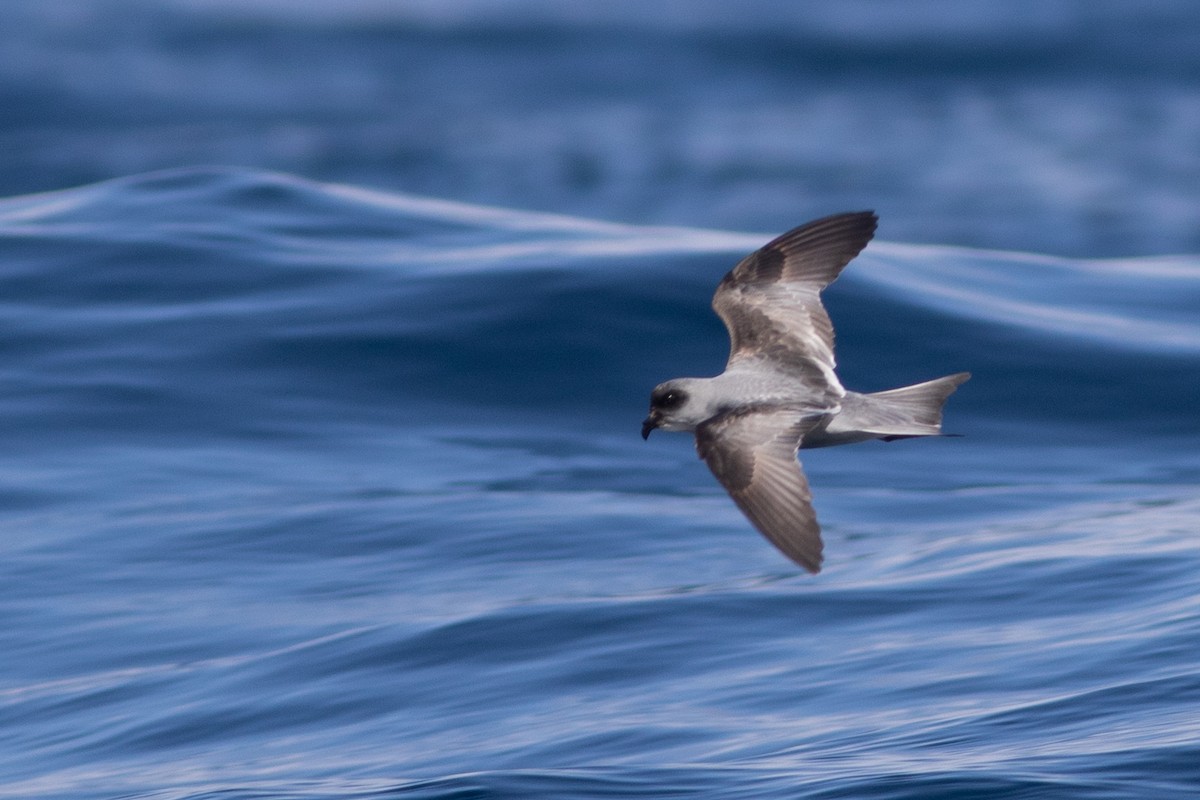 Fork-tailed Storm-Petrel - Rob Fowler