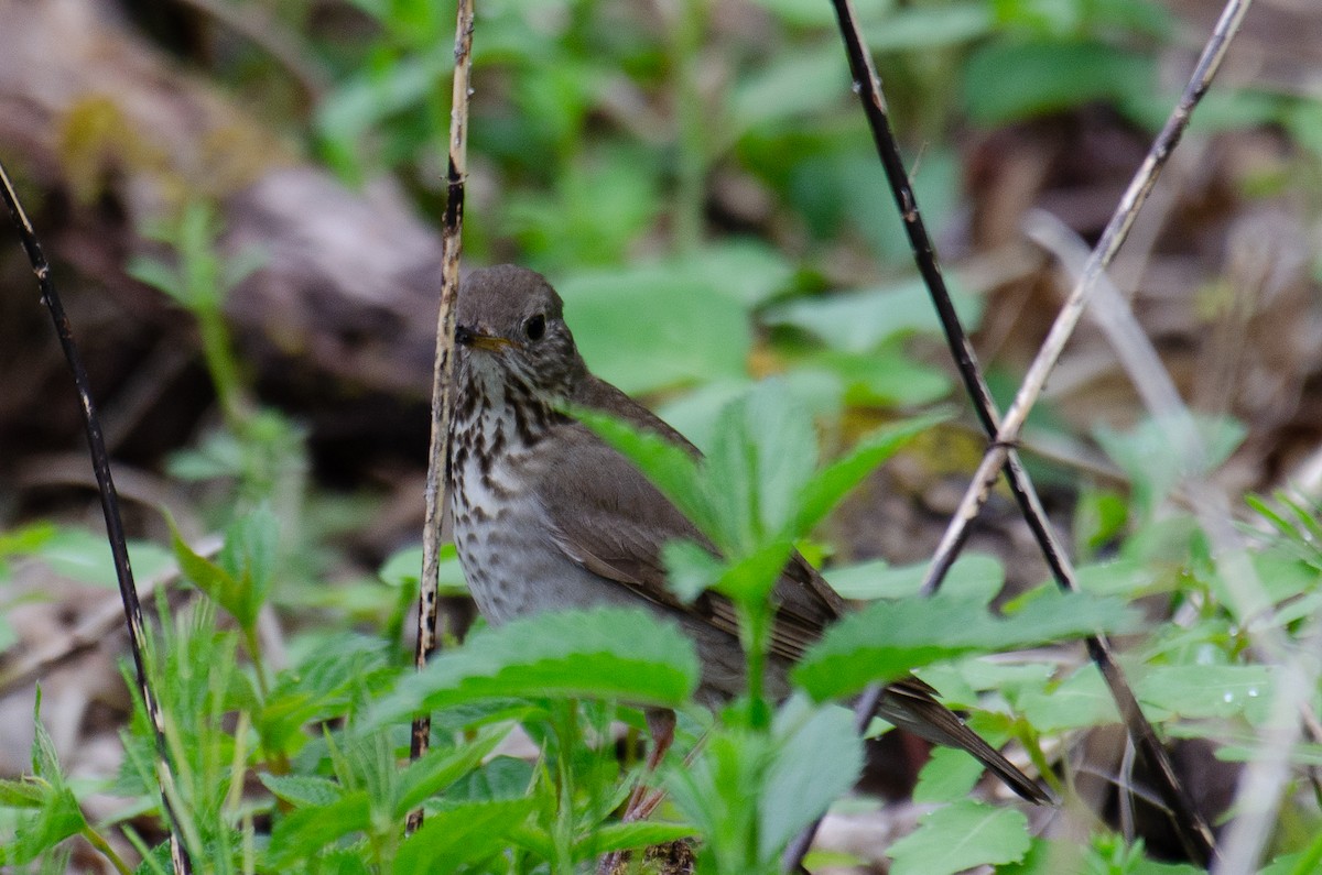 Gray-cheeked Thrush - ML619157506