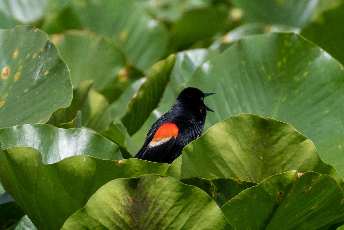 Red-winged Blackbird - ML619157524