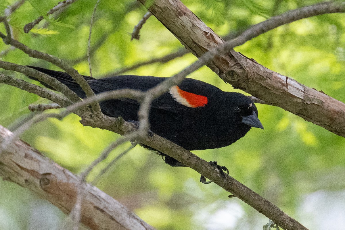 Red-winged Blackbird - ML619157525