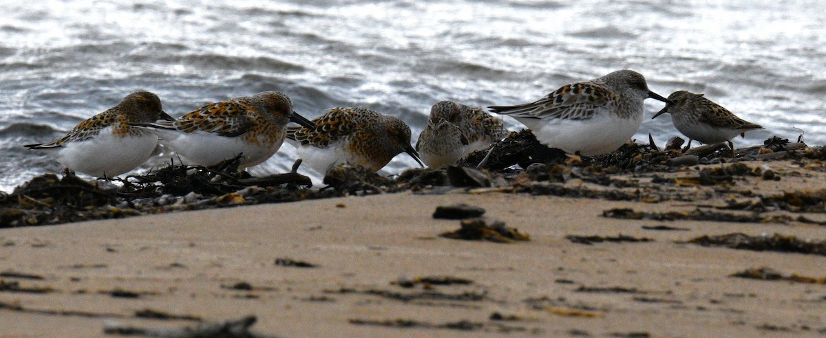 Sanderling - Nolan Williams