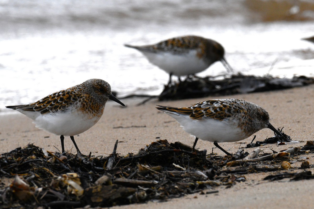 Sanderling - Nolan Williams