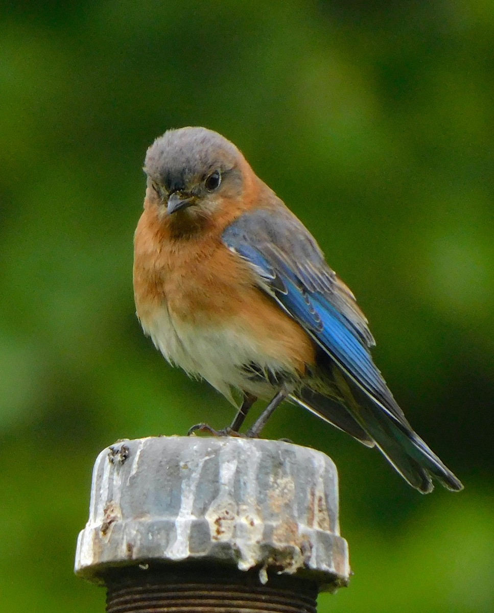 Eastern Bluebird - ML619157603