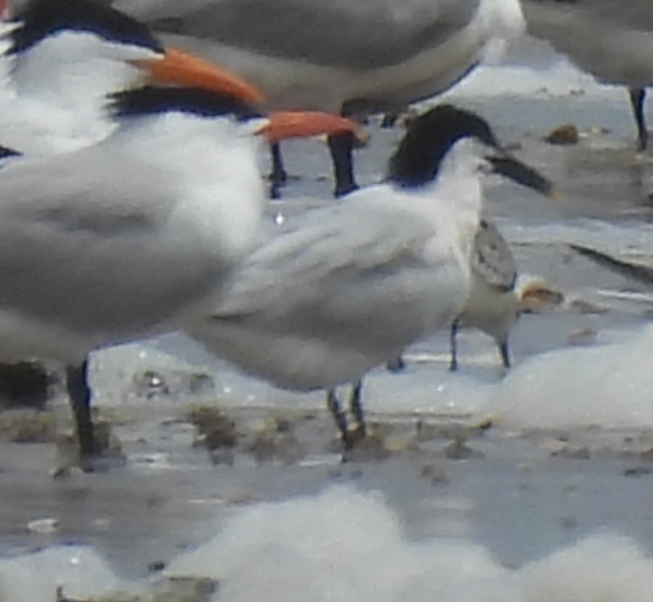 Sandwich Tern - Rick Bennett