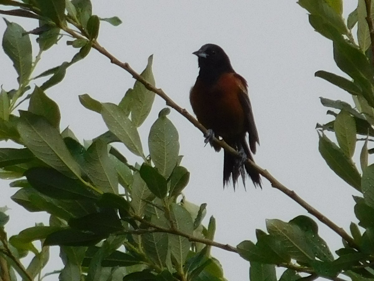 Orchard Oriole - Thomas Mudd