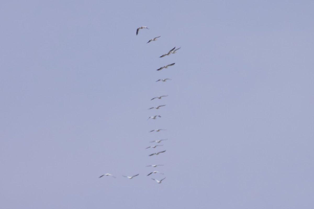 American White Pelican - Stan Lilley