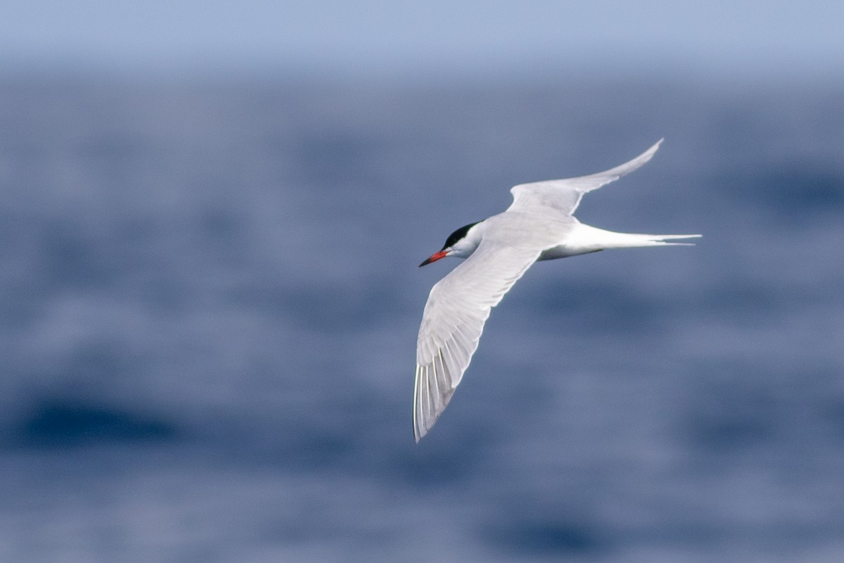 Common Tern - Rob Fowler