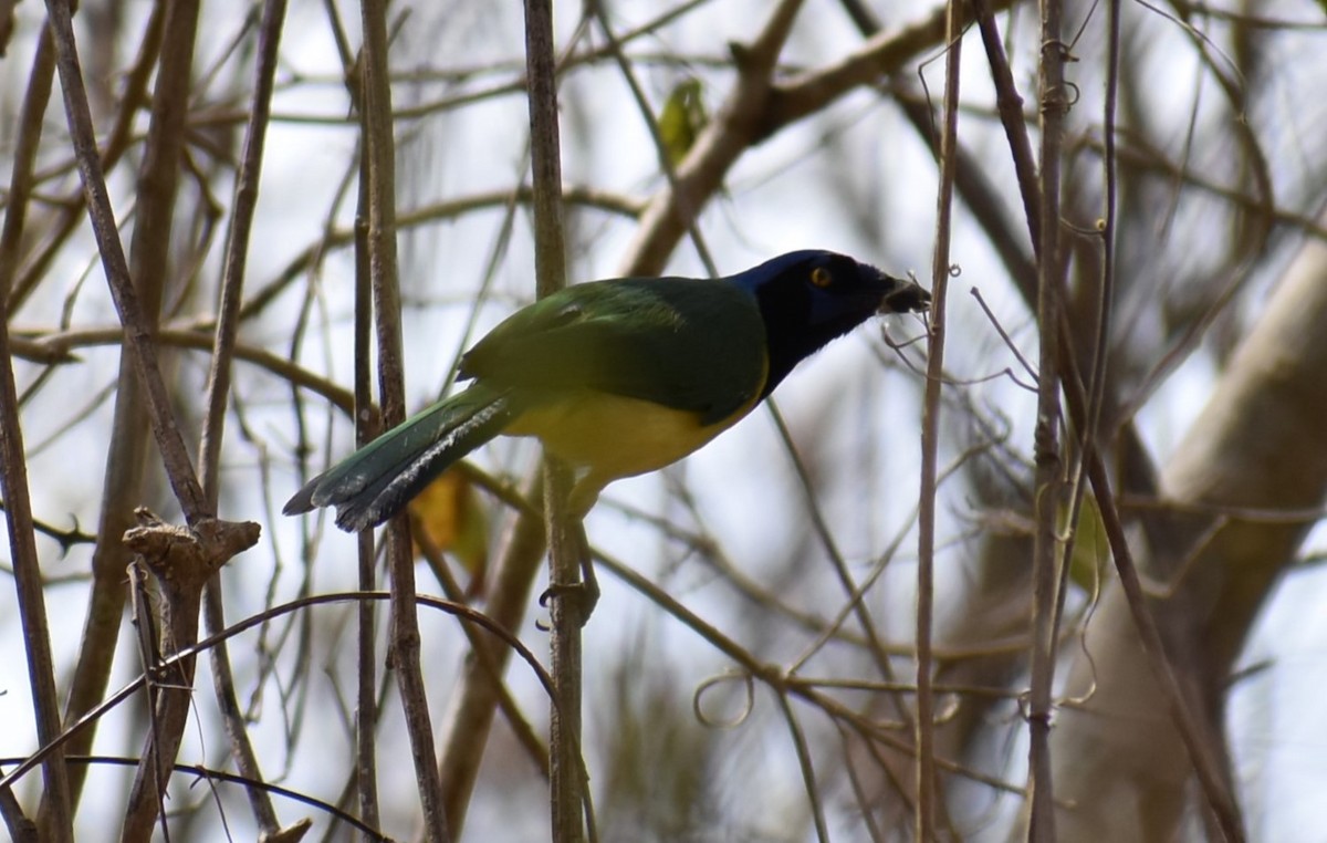 Green Jay - T Norris