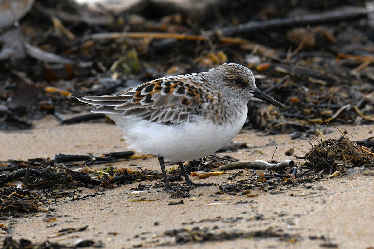 Sanderling - Nolan Williams