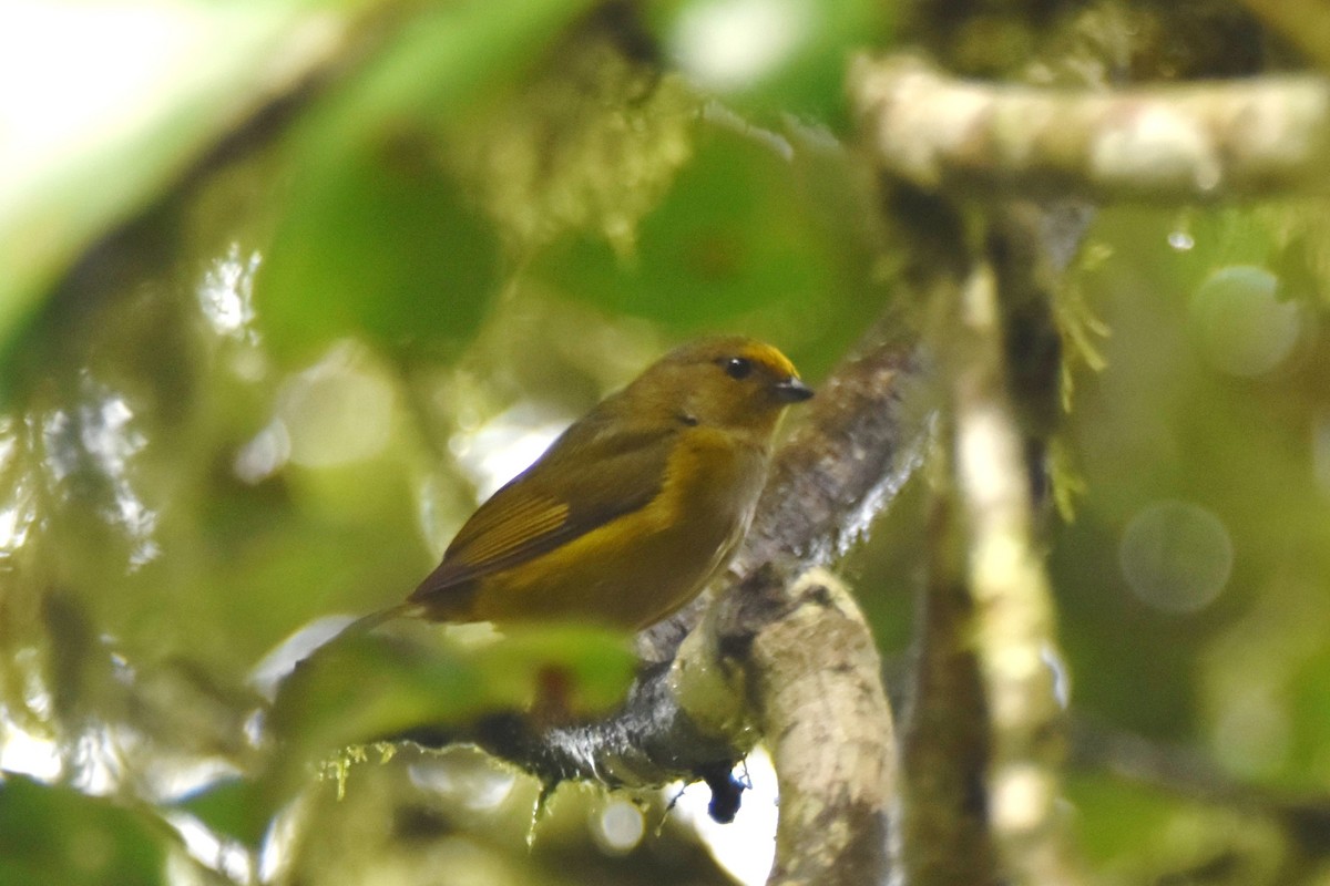 Orange-bellied Euphonia - irina shulgina