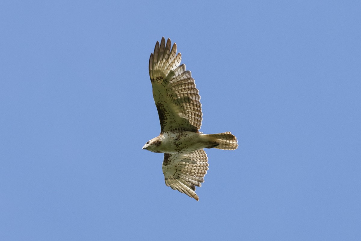 Red-tailed Hawk - Paul Prappas