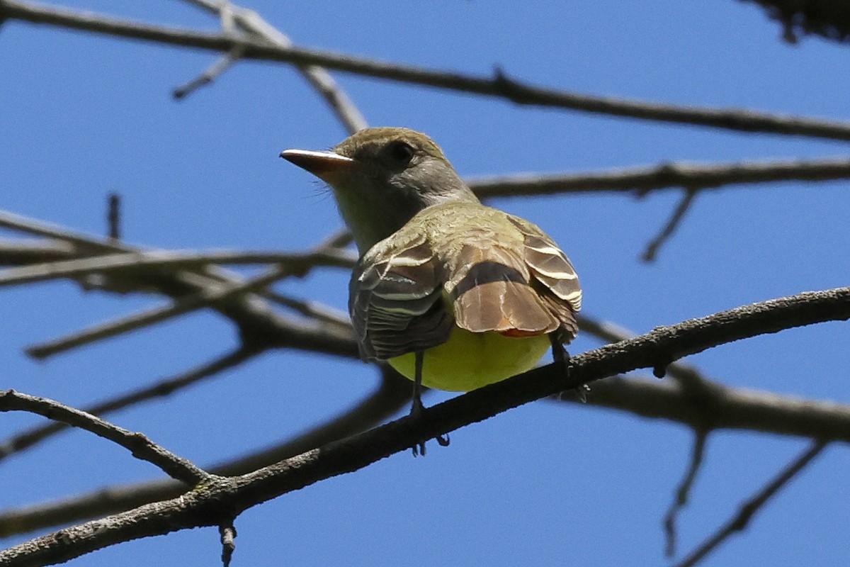 Great Crested Flycatcher - ML619157653