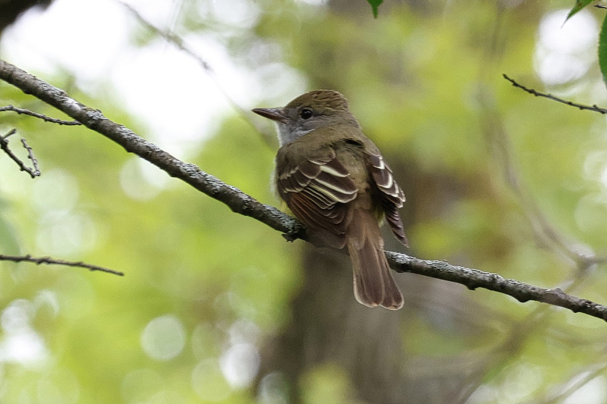 Great Crested Flycatcher - ML619157654