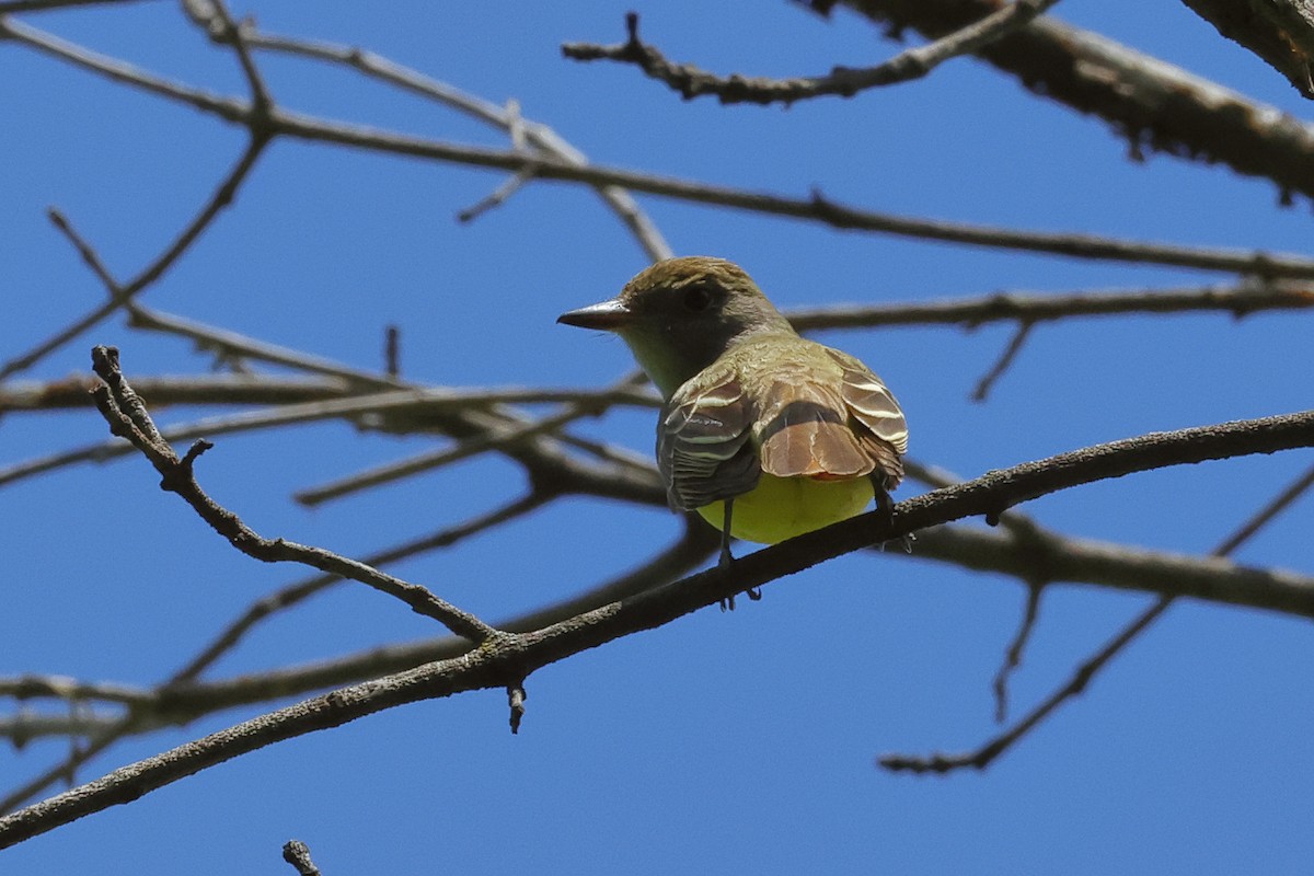 Great Crested Flycatcher - ML619157655