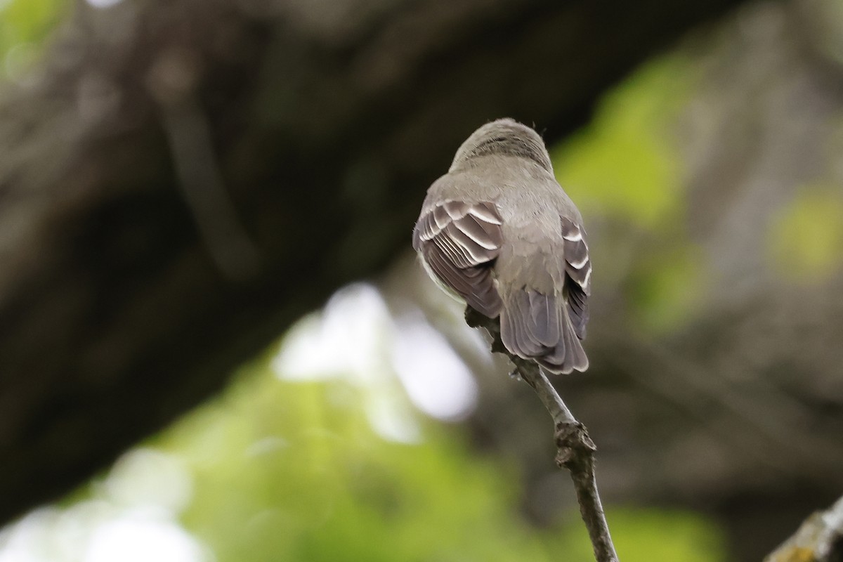 Eastern Wood-Pewee - ML619157658