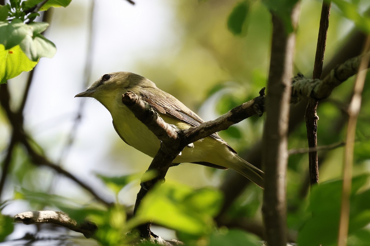 Philadelphia Vireo - Paul Prappas