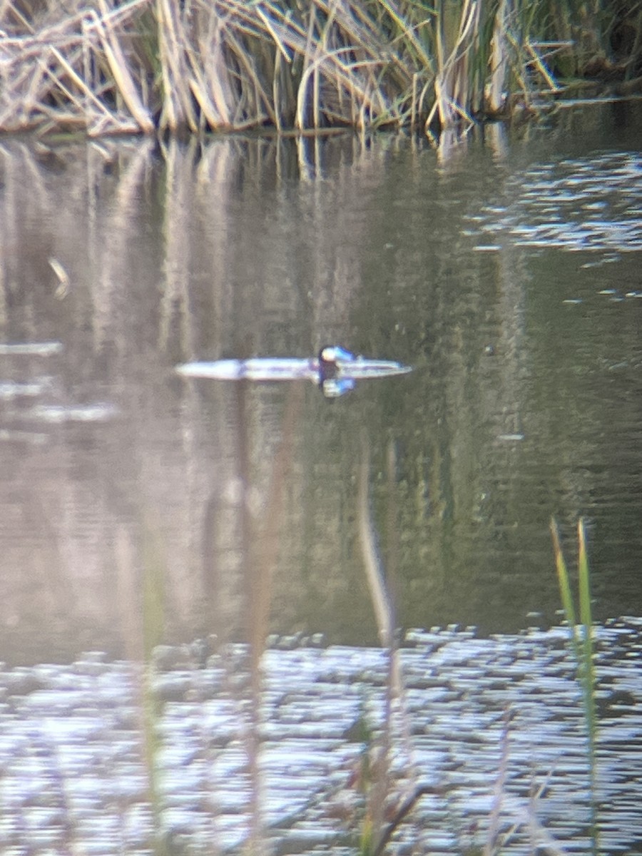 Ruddy Duck - Sydney Shaw