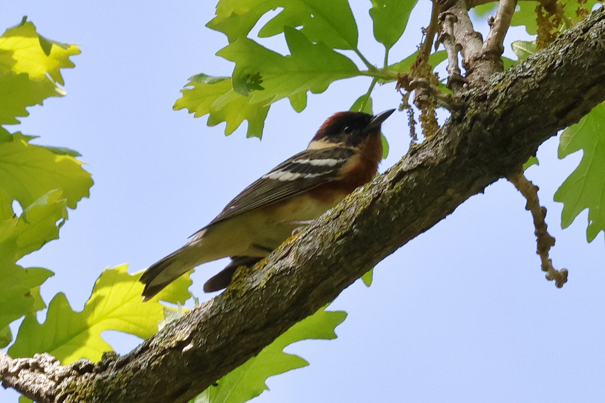 Bay-breasted Warbler - ML619157669