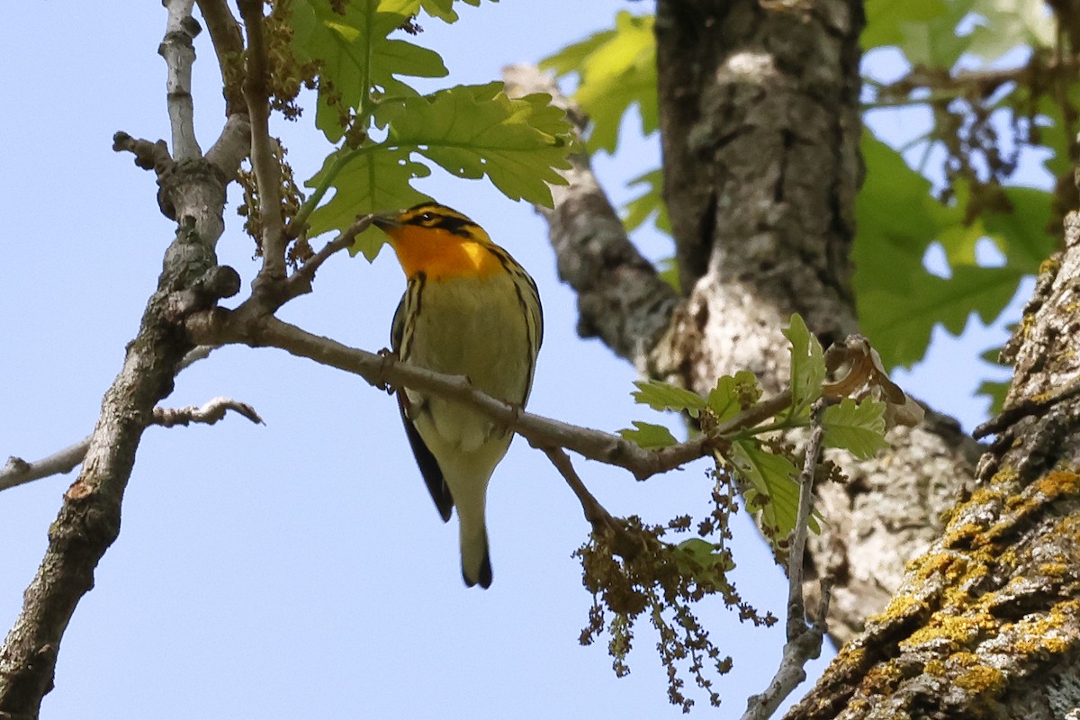 Blackburnian Warbler - ML619157672