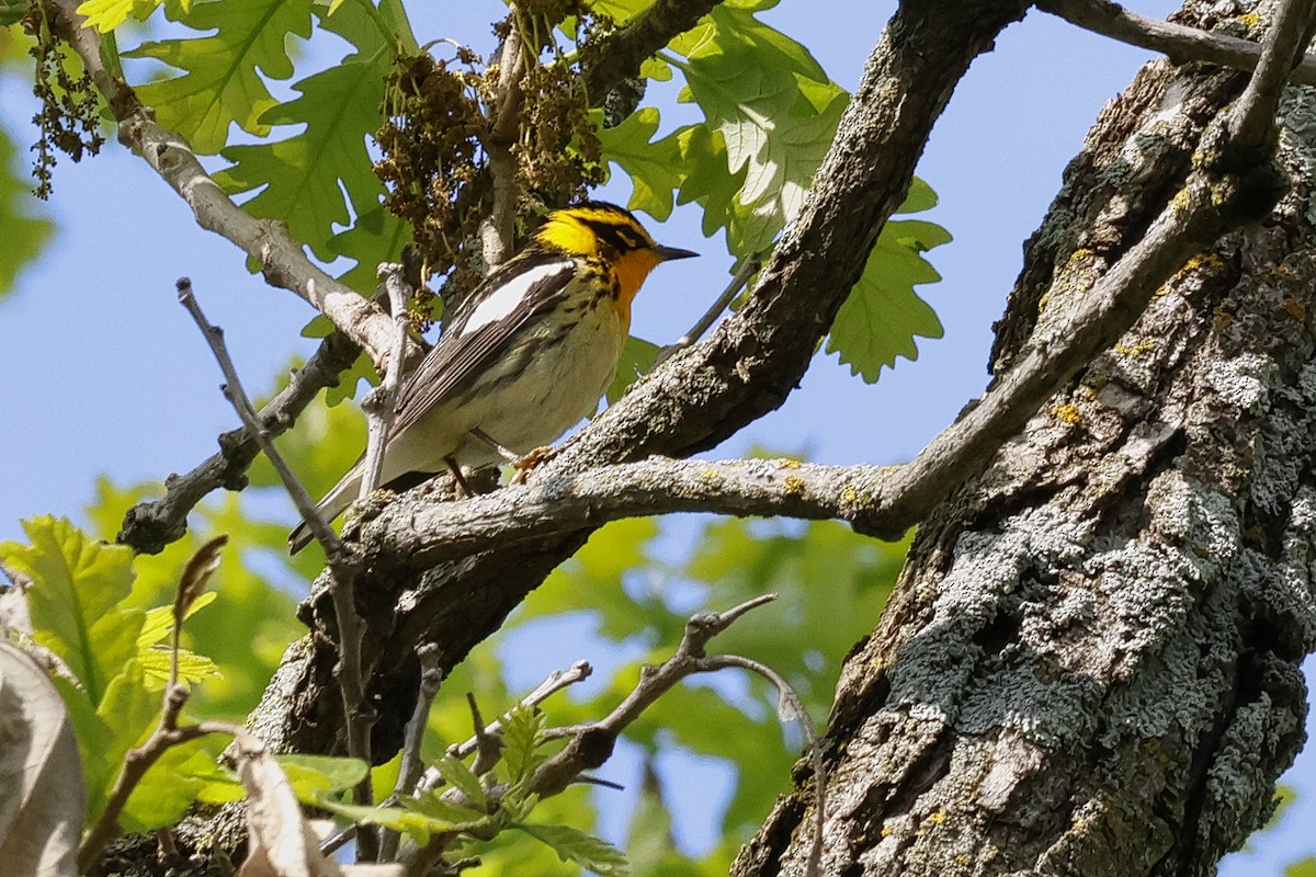 Blackburnian Warbler - ML619157673