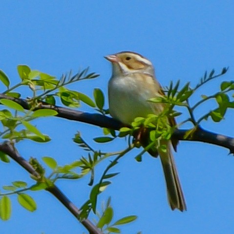 Clay-colored Sparrow - ML619157675