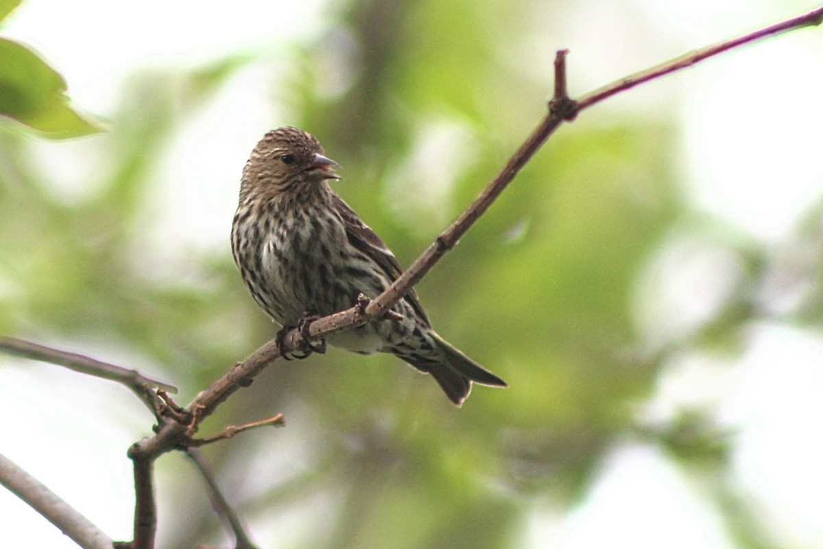 Pine Siskin - Raphaël Millot