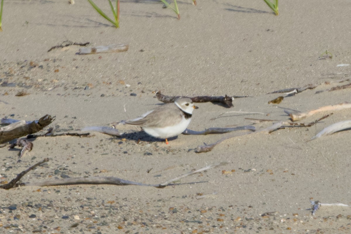 Piping Plover - Stan Lilley
