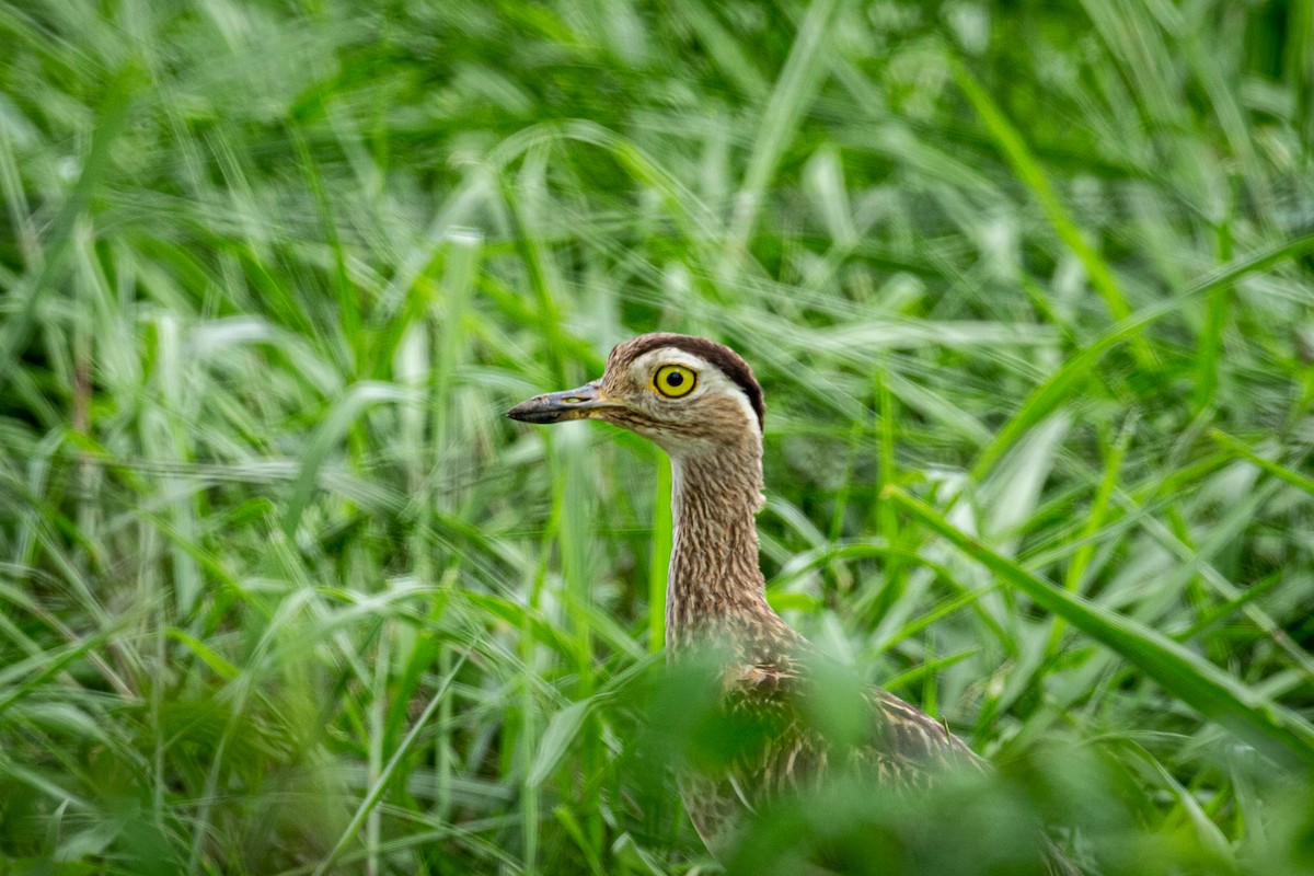 Double-striped Thick-knee - Francisco Russo