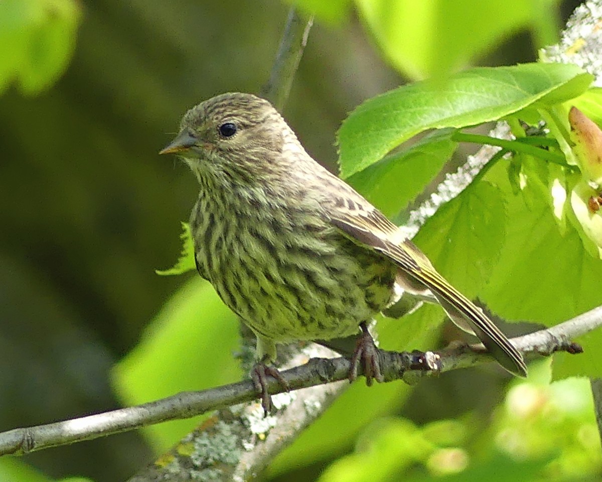 Pine Siskin - Colleen C