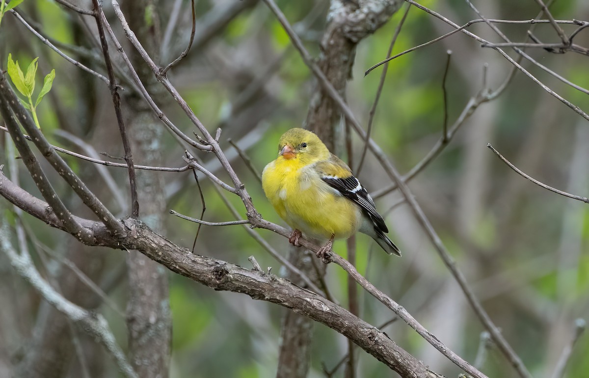 American Goldfinch - Mike Good