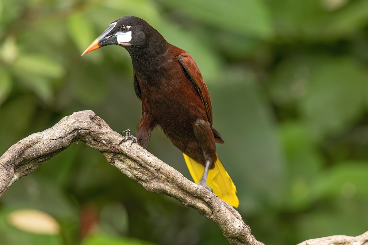 Montezuma Oropendola - Scott Coupland