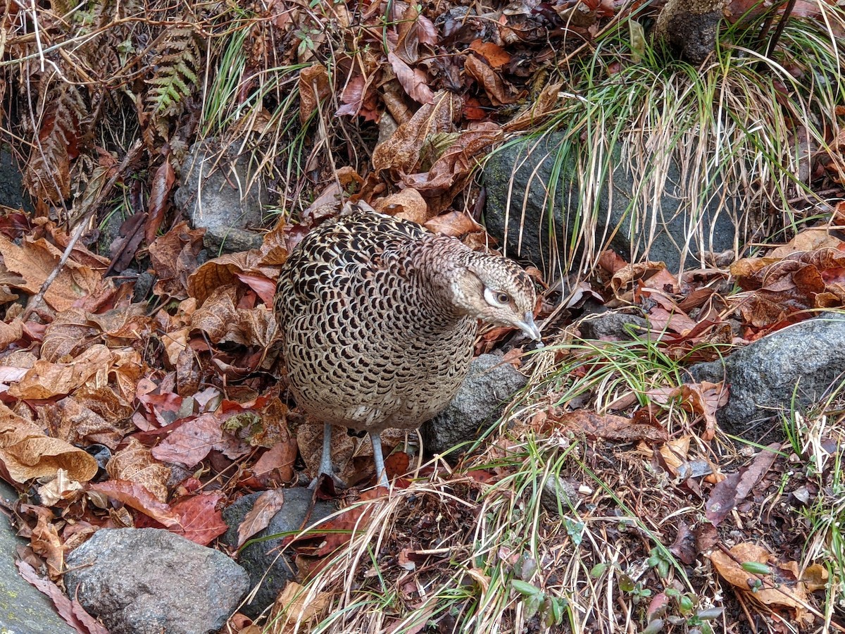 Green Pheasant - Olga Kuchuk