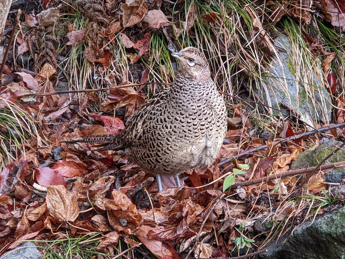 Green Pheasant - ML619157750