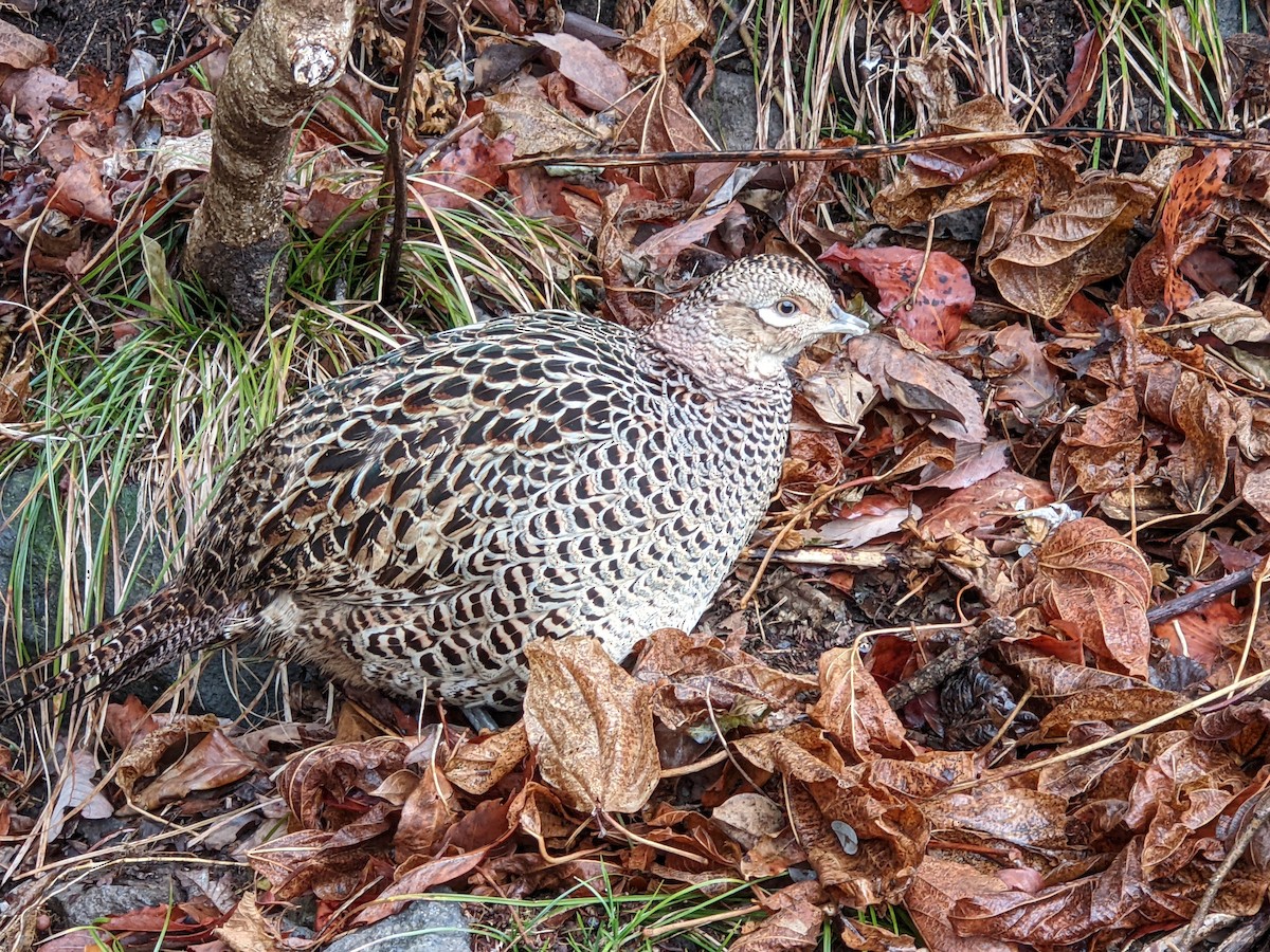 Green Pheasant - ML619157751