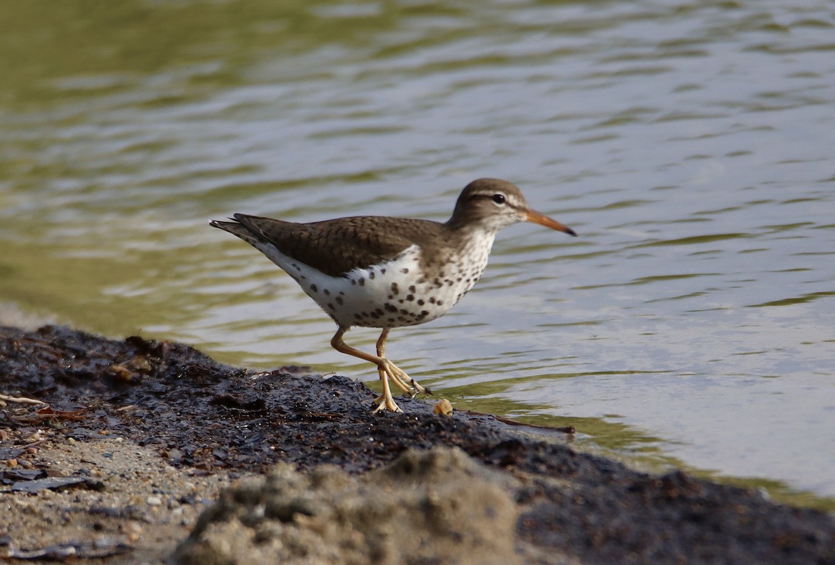 Spotted Sandpiper - Francis Porter