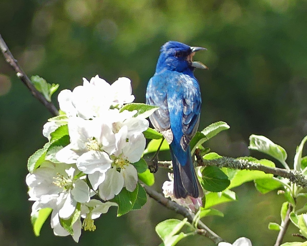 Indigo Bunting - Colleen C