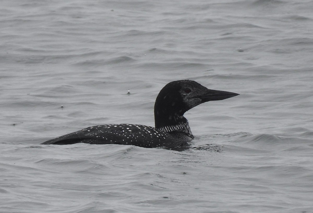 Common Loon - ML619157758